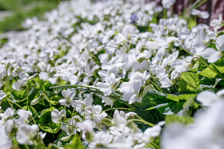 White flowers of violets blooming in the garden in springの写真素材