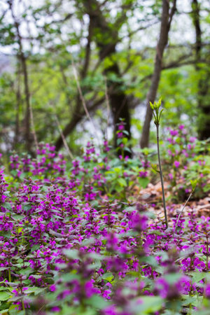 Purple flowers in the forest. Springtime. Selective focus.