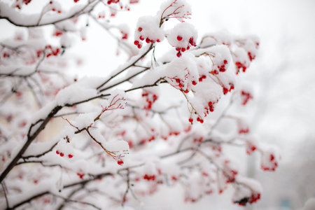 Red berries of viburnum under the snow. Winter background.の写真素材