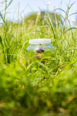 butterfly in a jar on the green grass. Selective focus