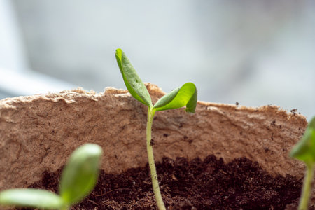 Green seedling illustrating concept of new life and progress in agricultural businessの写真素材
