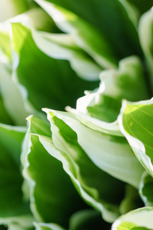 Close up of green hosta plant in the garden, stock photoの写真素材