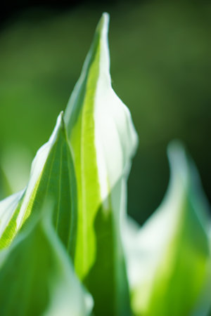 Close up of green leaves with shallow depth of field and blurred backgroundの写真素材