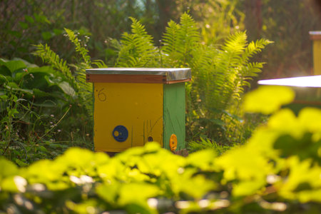 To hive a swarm, to make increase from a colony, make up a nucleus, rearing, rotating brood, to run a bee-yard. Yellow hives for cuttings of honey bees nucleuses in the garden near the lupineの写真素材