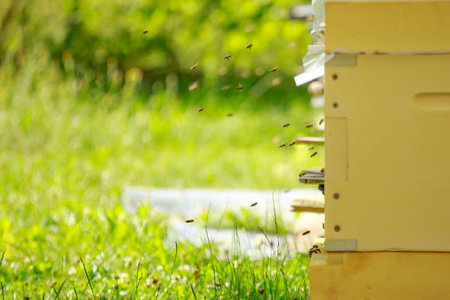 Honeybees flying towards the entrance. Bees after a good honey collection in summer near the summer....