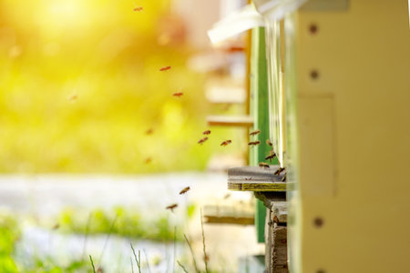 Sunset at the apiary. Honeybees in flight. Open entrance to yellow hive. Bees are returning from honey collection. A lot of bees at entrance to hiveの写真素材