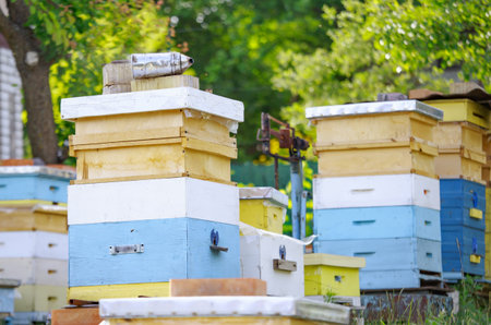 Sunset at the apiary. Honeybees in flight. Open entrance to yellow hive. Bees are returning from...