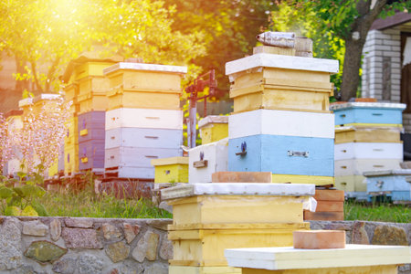 Sunset at the apiary. Honeybees in flight. Open entrance to yellow hive. Bees are returning from...