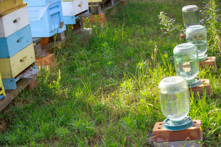 Sunset at the apiary. Honeybees in flight. Open entrance to yellow hive. Bees are returning from...