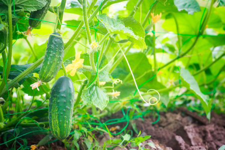 Two green not large cucumbers on bush against the background of a bed. Blooming branches of cucumber above ground.の写真素材