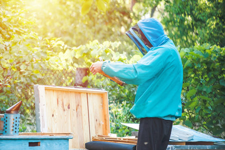 beekeeper holding a honeycomb full of bees. Beekeeper inspecting honeycomb frame at apiary....