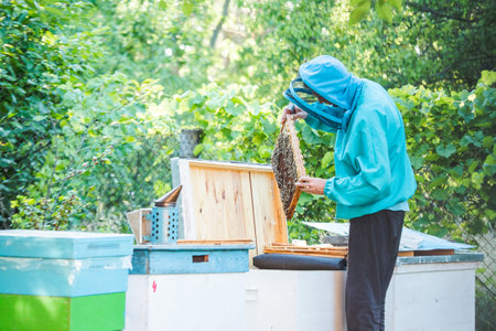 beekeeper holding a honeycomb full of bees. Beekeeper inspecting honeycomb frame at apiary. Beekeeper holding frame of honeycomb with working bees outdoor. Beekeeping conceptの写真素材
