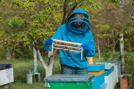 beekeeper is holding plate with queen cells. Beekeeping queen cell for larvae of queen bees. Royal jelly in plastic queen cells.の写真素材