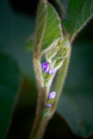 Purple flower of soybean closeup. Glycine max, soybean, soya bean sprout growing soybeans on an industrial scale. Young soybean plants with flowers on soybean cultivated field. Agricultural soy plantation background.の写真素材