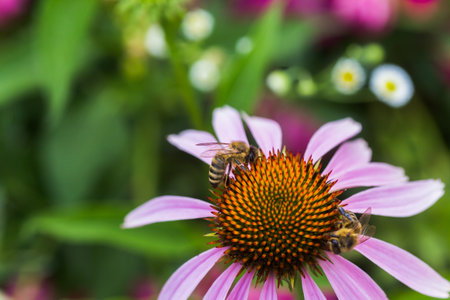Bee close-up on a flower of echinacea, coneflowers. The bee collects the nectar from the flower of Echinacea purpurea.の写真素材