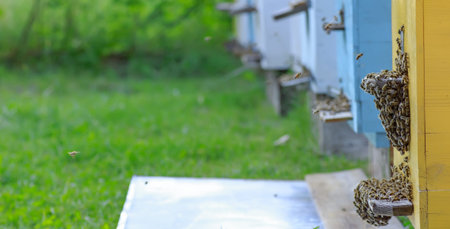 Bees at old hive entrance. Bees returning from honey collection to yellow hive. Bees at entrance....
