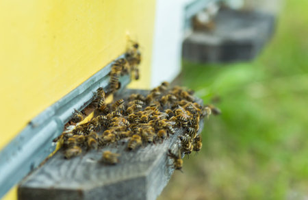 Bees at old hive entrance. Honey-bee colony guards hive. bees return to beehive. Copy space