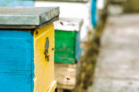 Bees at old hive entrance. Bees returning from honey collection to yellow hive. Bees at entrance....