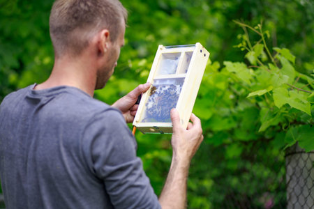 beekeeper looks at bee in box in apiary. Extracting honey from the behive. To hive a swarm, to make...