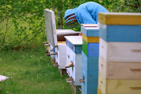 The beekeeper took out a frame from a single green hive. Apiary with calm bees. Checking the hives...