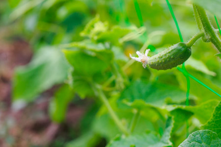 One small cucumber on the background of the garden beds. Gridded cucumber. Vertical method of growing cucumbers. Products for vegetarians. Natural farming. Food without GMOs.の写真素材