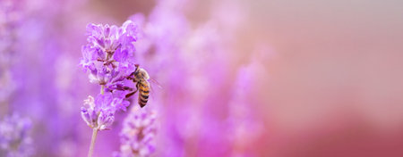 Honey bee on lavender flower in flower bed in garden in summer. Harvesting lavender nectarの写真素材