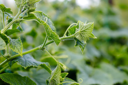 Cucumis sativus plant in the garden. Cucumber plant growing in a greenhouse, close-upの写真素材