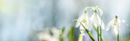 Galanthus, snowdrop flowers. Fresh spring snowdrop flowers. Snowdrops at last year's yellow foliage. Flower snowdrop close-up. Spring concept. Selective focus. Soft focusの写真素材