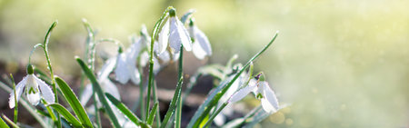 Galanthus, snowdrop flowers. Fresh spring snowdrop flowers. Snowdrops at last year's yellow foliage....