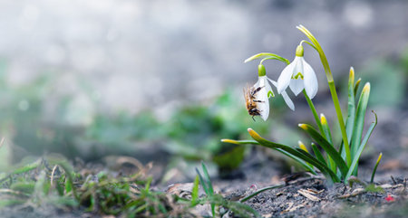 honey bee collects nectar from snowdrops. snowdrops Honey. White snowdrop flower in spring in the...