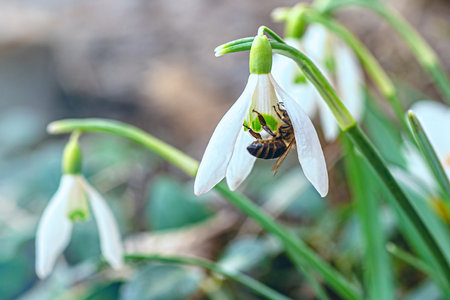 honey bee collects nectar from snowdrops. snowdrops Honey. White snowdrop flower in spring in the forest Close-up Close upの写真素材