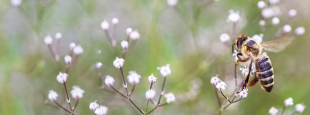 ladybug on a white small flower Gypsophila paniculata, baby's breath, common gypsophila, panicled...