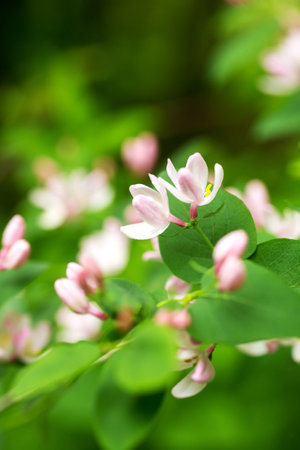 Wild blooming bush Lonicera tatarica, Tatarian honeysuckle with pink flowers. Honey plant of Europe and Ukraineの写真素材