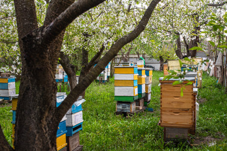 Beehives in the garden of an apple orchard in spring
