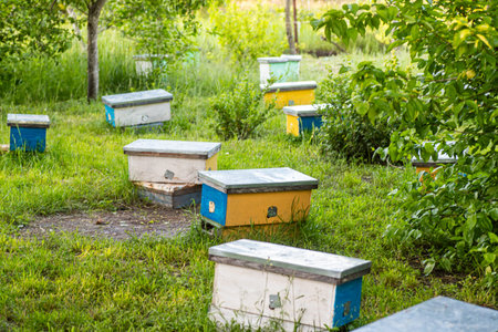 Beehives in the garden. Beekeeping in the countryside.の写真素材