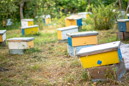 summer garden with small nucleus hives for nurturing bee colonies. Beehives in the garden. Beekeeping conceptの写真素材
