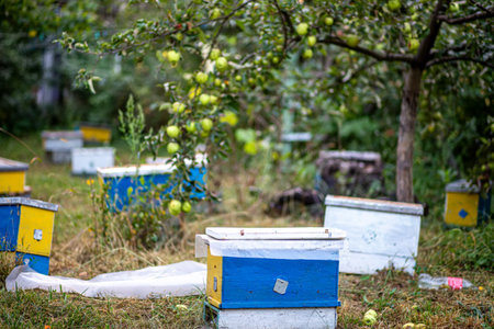 Nucleus hives placed in the garden, fostering the development of new bee populations during the summer. Beekeeping techniques and colony management conceptの写真素材