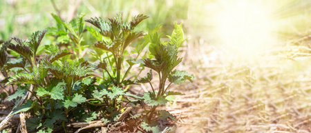Fresh young green nettle ready to be harvested by herbalist in forest in clearing illuminated by the...