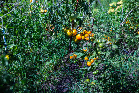 Tomato plants growing inside a greenhouseの写真素材