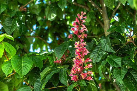 Vibrant pink flowers blooming on the Aesculus x carnea tree in springtime. glimpse of nature's beauty in the form of pink chestnut blossomsの写真素材