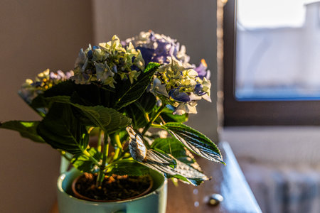 A potted plant is placed on top of a wooden table. The plants leaves are green and healthy, and the table is sturdy and well-crafted. The setting appears to be indoors, with natural light illuminating the scene.の写真素材
