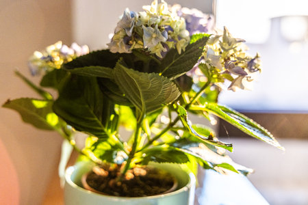 A potted plant is placed on top of a sturdy wooden table. The green leaves of the plant contrast with the brown wood of the table, creating a simple yet charming display.の写真素材
