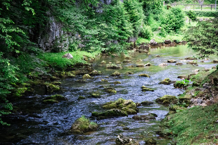 A peaceful scene of a river winding its way through a dense, verdant forest of the Kamachnik Stream...