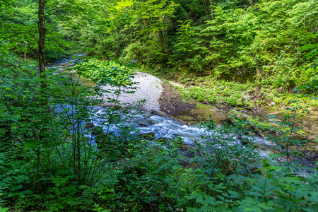 The tranquil Kamachnik Stream in the Gorski Kotar region, Croatia, winds its way through a verdant forest. Crystal-clear water reflects trees and foliage, with moss-covered rocks along the riverbanks.の写真素材