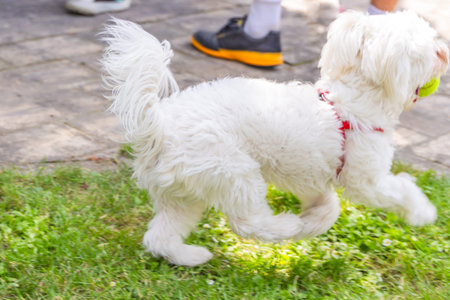 A white Maltese Dog with a red harness is running on green grass. The dogs tail is wagging and its...