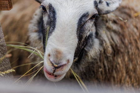 A close-up photo of a sheeps face as it eats grass in a farm enclosure. The sheep has a black and...