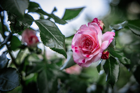 Pink rose bush close-up against a green blurredの写真素材