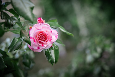 Pink rose in a gardenの写真素材