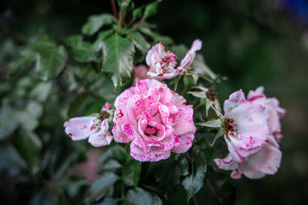 Pink and white roses in bloomの写真素材