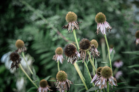 Wilting coneflowers in a summer gardenの写真素材
